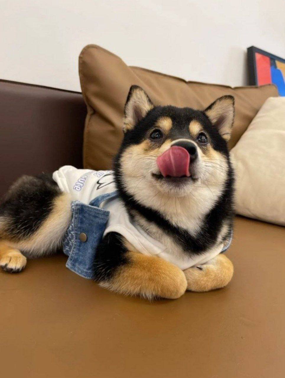 MANYU - The adorable Shiba Inu